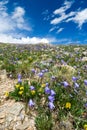 Wildflowers Blooming in Summer