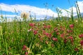 Wildflowers. Blooming summer fields. Natural background. Landscape in the village