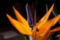 Bird of Paradise flowerr in high bloom.