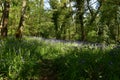 Wildflowers Blooming in the Woodlands in the Springtime Royalty Free Stock Photo