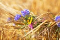 Wildflowers-blue cornflowers, yellow and purple are woven into a wreath of rye ears Royalty Free Stock Photo