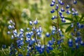 Wildflowers: Blue Lupine