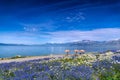 The wildflowers and blue sky of Sailimu lake Xinjiang, China