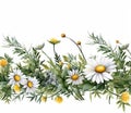 wildflowers border illustration on white background, watercolor style, chamomile, lavender, eucalyptus leaves, created with ai Royalty Free Stock Photo