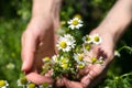 Bouquet of daisies in female hands. Girl collects daisies in the field Royalty Free Stock Photo