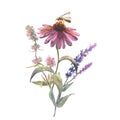 Wildflowers bouquet with Echinacea purpurea, sage and thyme, and bee, sitting on the flowers on a white background Royalty Free Stock Photo