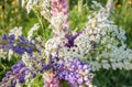 Wildflowers bouquet Royalty Free Stock Photo