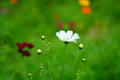 Wildflowers in the Breeze Royalty Free Stock Photo