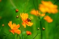 Wildflowers in the Breeze with Bumble Bee Royalty Free Stock Photo