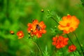 Wildflowers in the Breeze with Bumble Bee Royalty Free Stock Photo