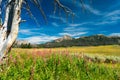 Wildflowers in Bridger-Teton National Forest, Wyoming Royalty Free Stock Photo