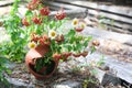 Wildflowers bunch still life Royalty Free Stock Photo