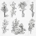 Wildflowers bundle, Floral, Wildflower, flower sketch, Bouquet bundle, minimalist bouquet, botanical, field plants