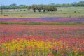 Rainbow wildflowers in spring