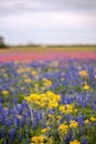 Rainbow wildflowers in spring