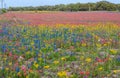 Rainbow wildflowers in spring