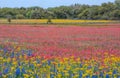 Rainbow wildflowers in spring