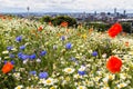 Widlflowers in front of the Liverpool skyline