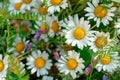 Wildflowers - chamomile and bindweed.