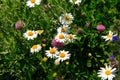 Wildflowers chamomile and clover. Blooming summer fields. Natural background