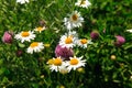 Wildflowers chamomile and clover. Blooming summer fields. Natural background