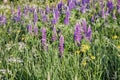 Wildflowers on a clear Sunny morning.