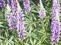 Wildflowers on a clear Sunny morning.