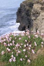 Wildflowers on the cliffs edge