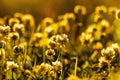 Wildflowers close-up in the backlight of the setting sun on a defocused background Royalty Free Stock Photo