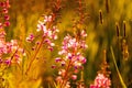 Red wildflowers close-up in the backlight of the setting sun on a defocused background Royalty Free Stock Photo