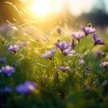 Wildflowers of clover in a meadow nature. Natural summer background with wildflowers of clover in the meadow in the morning sun