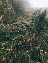 Wildflowers in cobweb with dew drops in cold autumn morning in foggy meadow. Tranquil moment. Hello fall. Autumn background. Royalty Free Stock Photo