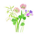 Wildflowers Composition with Meadow Plants and Flora Closeup View Vector Illustration Royalty Free Stock Photo