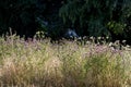 Wildflowers. Countryside nature with wild purple flowers in the Royalty Free Stock Photo