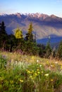 Wildflowers Cover Hillside Olympic Mountains Hurricane Ridge Royalty Free Stock Photo