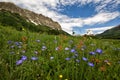 Wildflowers in Crested Butte Royalty Free Stock Photo