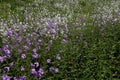 Wildflowers in Crothers Woods - an urban public park with offering hiking & mountain-biking trails through the woods