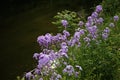 Wildflowers in Crothers Woods - an urban public park with offering hiking & mountain-biking trails through the woods