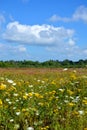 Wildflowers and daisies against a blue sky and white clouds. Meadow grasses grow in the open air, in the distance the forest. Royalty Free Stock Photo