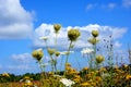 Wildflowers and daisies close-up against a blue sky and white clouds. Prairie grasses grow in the open air. Beautiful natural Royalty Free Stock Photo