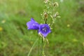 Wildflowers. Delicate purple bell on a green background. purple wildflower bell flower