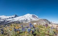 Wildflowers in Dry Field in front of Burroughs Mountain