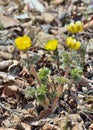 Wildflowers of early spring