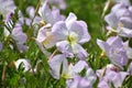 Wildflowers in East Texas Royalty Free Stock Photo