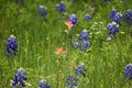Wildflowers in East Texas Royalty Free Stock Photo