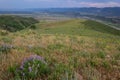 Wildflowers and Elk on Green Mountain. Lakewood, Colorado.