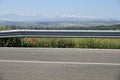 Wildflowers emerging between the asphalt and the guardrail of a road Royalty Free Stock Photo