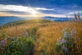 Wildflowers and Fence Along the Appalachian Trail 3