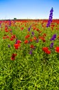 Wildflowers field