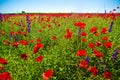 Wildflowers field Royalty Free Stock Photo